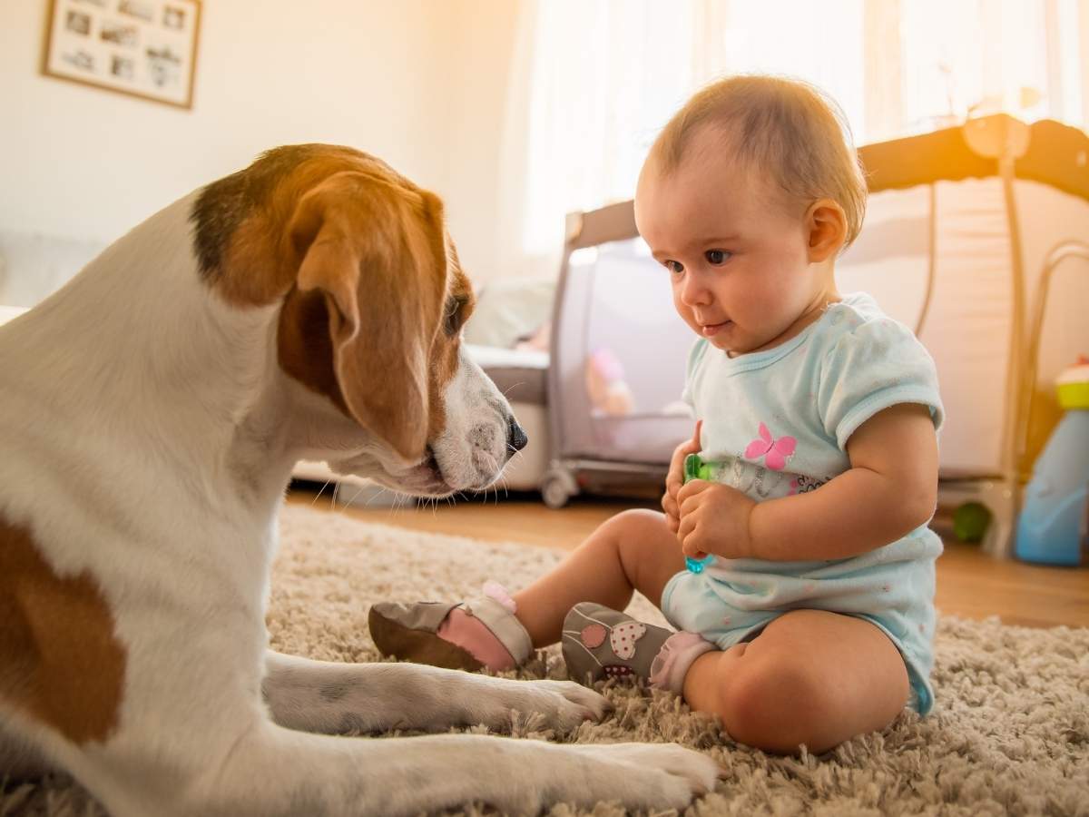 Young child sitting on floor of bedroom staring at dog, and dog staring back at the child for article Tips on Choosing Child Care in Denver for newcomers moving to the Denver or Colorado Springs areas.