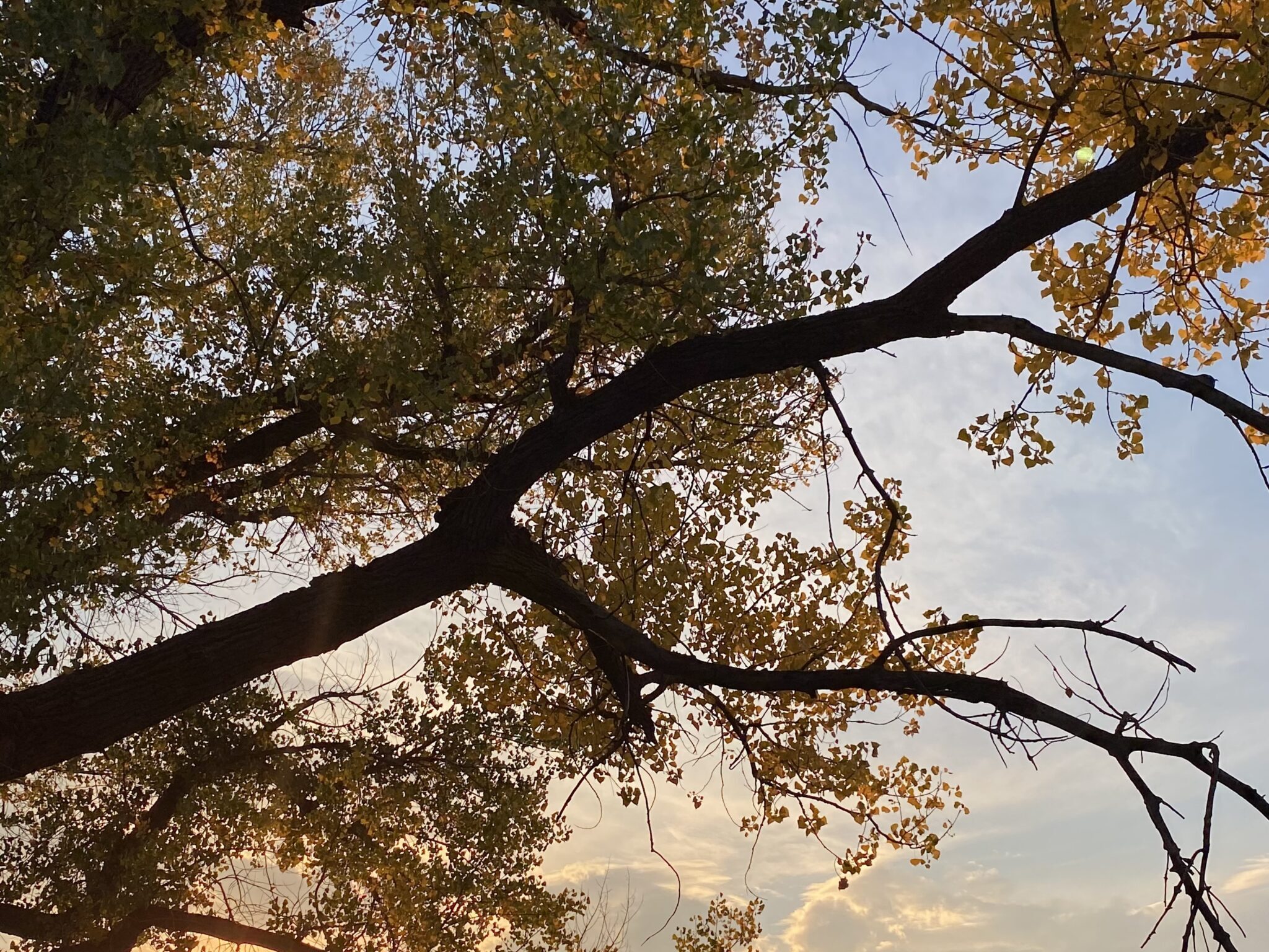 Aspens changing colors in a sunset