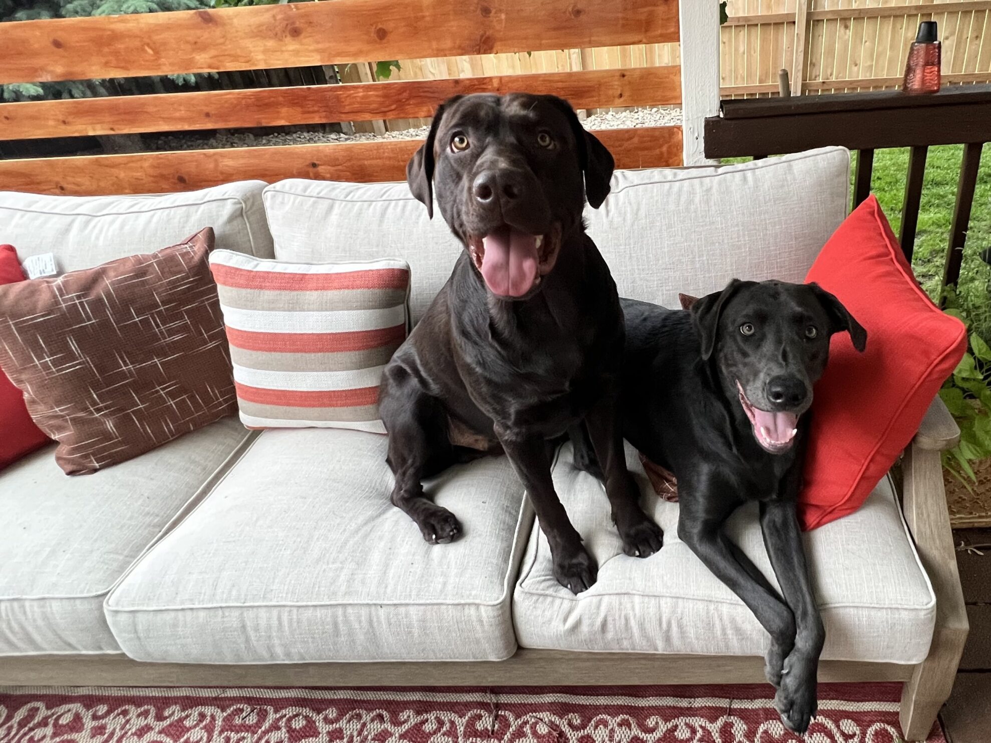 A chocolate lab and charcoal lab sitting on a patio