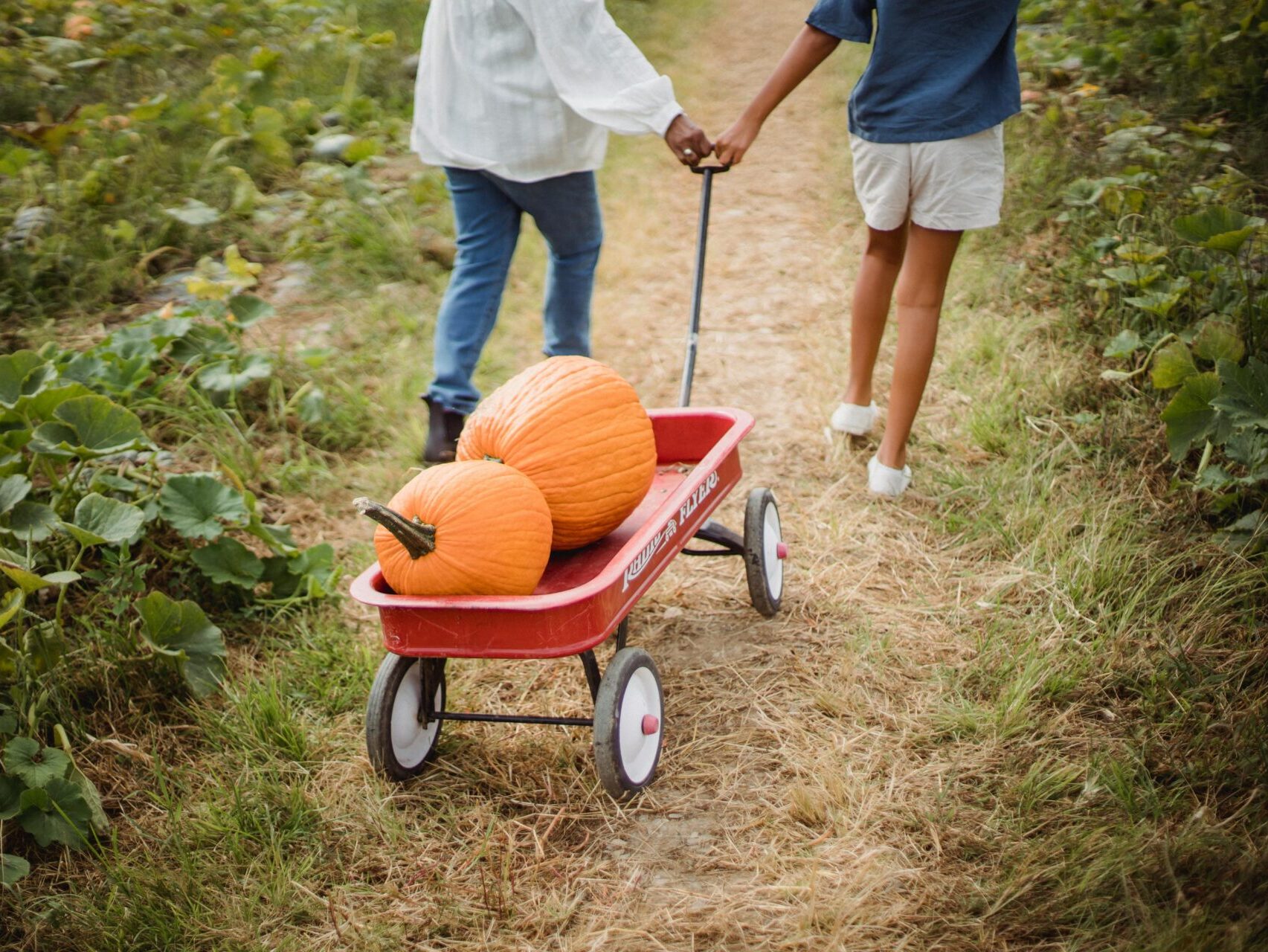 2 people pulling a wheel barrow with 2 pumpkins in a field