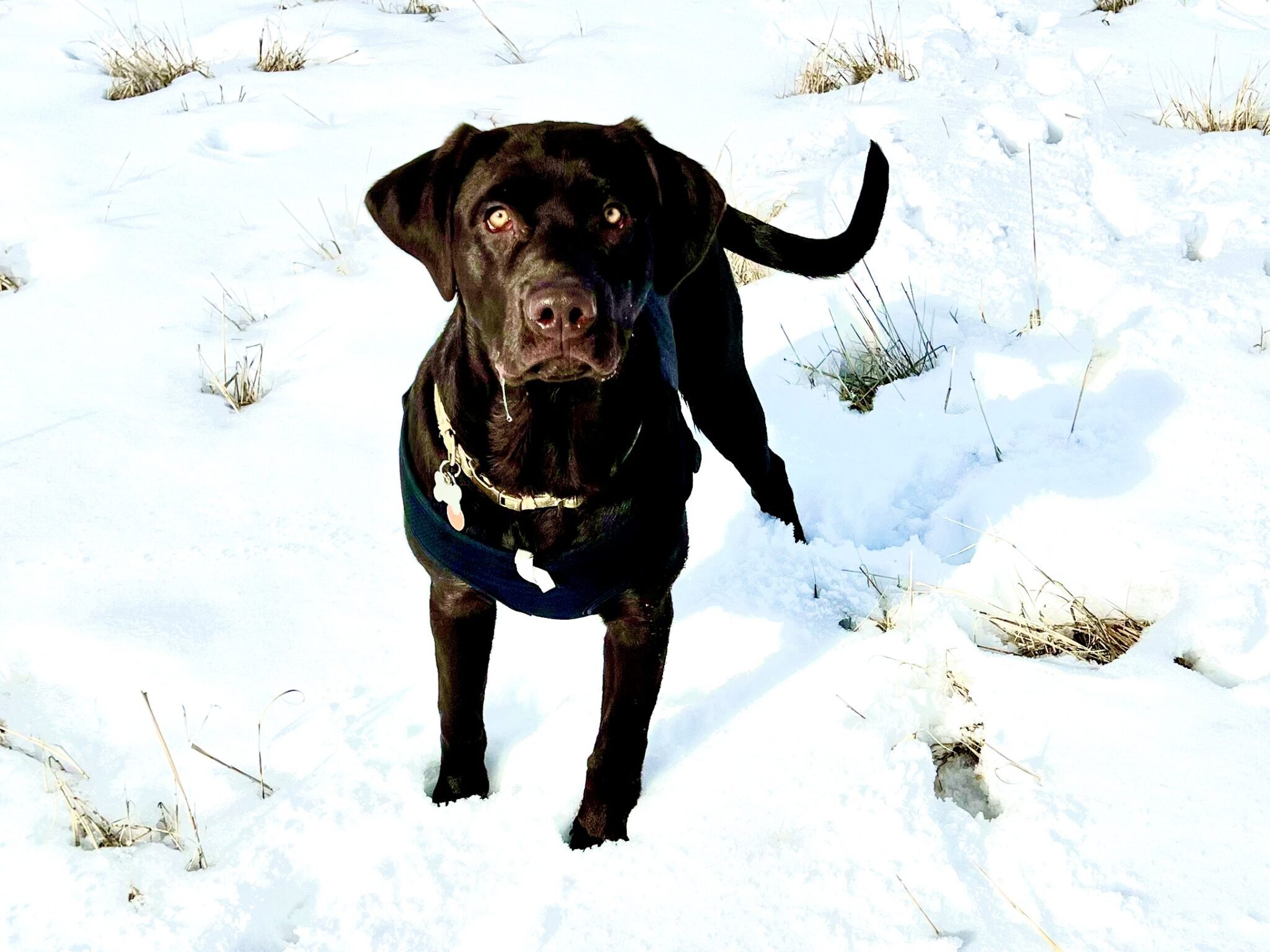 Chocolate lab in the snow