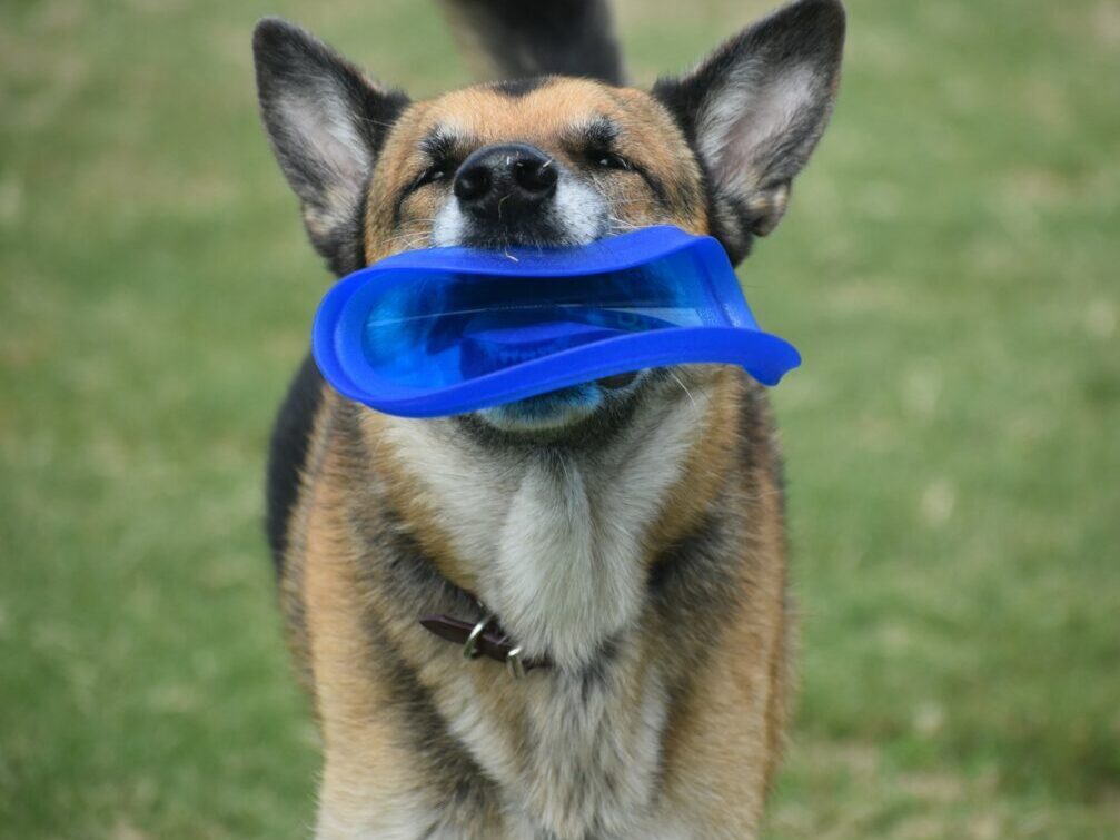 picture of a German Shepard looking up while biting a blue frisbee