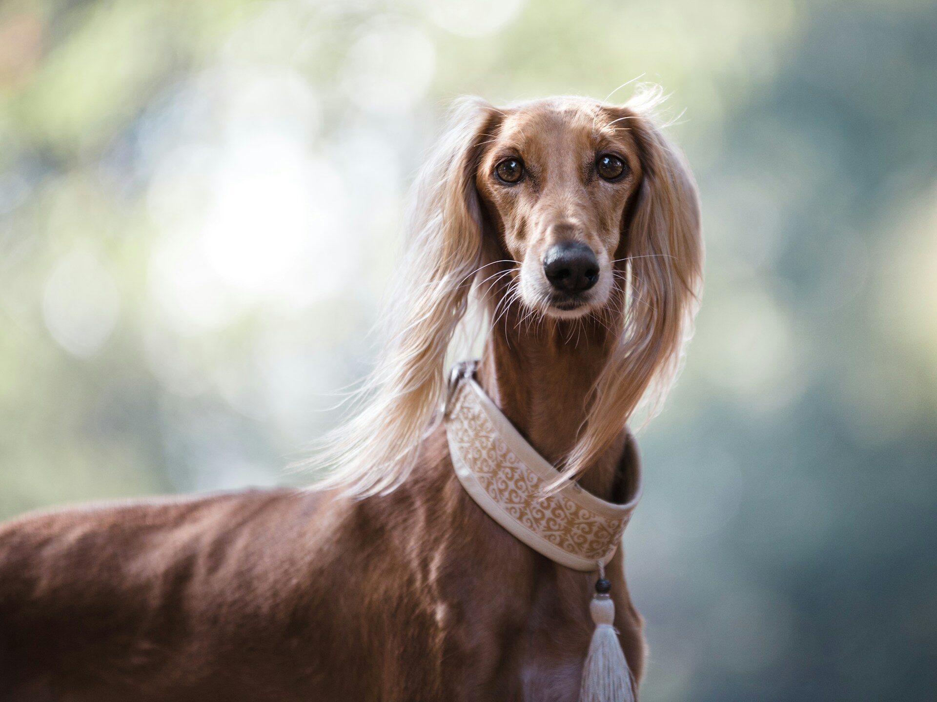 short coated brown dog with glad eyes looking at the camera with blurred trees in the background