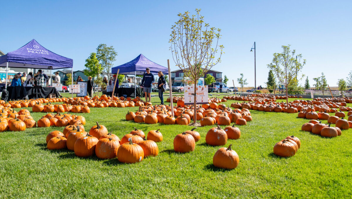 A bunch of pumpkins in grass with vendor tents set up in background at Painted Prairie  for article Painted Prairie Creates Community Through Connection for newcomers moving to Denver.