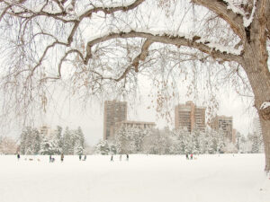 Outdoor Denver area with buildings in background everything is covered in snow with people out in it in the distance and a tree in the foreground for article Weather in Denver: Essential Newcomer Information for newcomers moving to Denver.