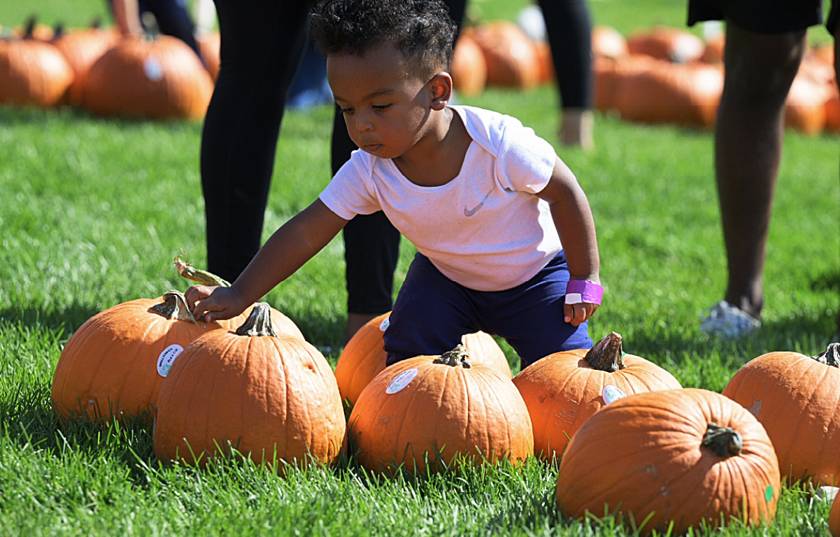 A child reaching for a pumpkin and surrounded by pumpkins at a Painted Prairie fall harvest resident event for article Painted Prairie has a home just for you for newcomers moving to Denver.