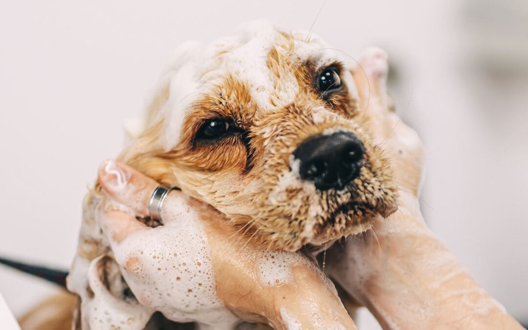 8 Great Dog Groomers and Daycare in Denver