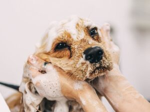 Close up of dog's face as he is getting bathed with hands soaping up around each side of his face and neck for article Dog Groomers and Daycare in Denver for newcomers moving to Denver.