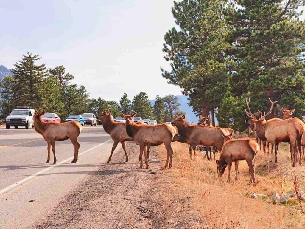 Elk stopping traffic and crossing mountain road for article You Know You’re a Newcomer in Denver When… for newcomers moving to Denver Area.