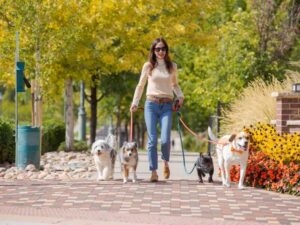Lady walking dogs on brick sidewalk for article RidgeGate