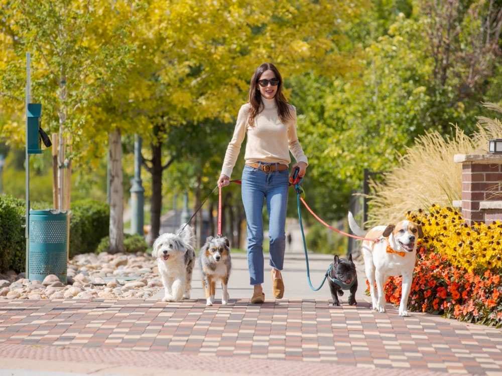 Lady walking dogs on brick sidewalk for article RidgeGate