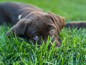 Chocolate brown lab puppy, dog friendly Colorado