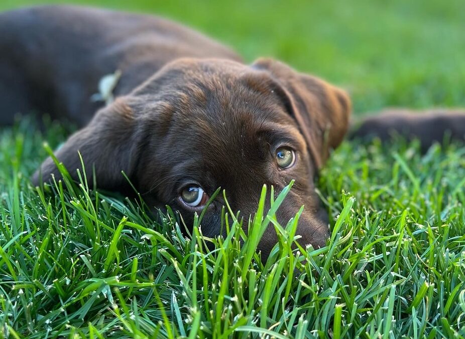 Dog-Friendly Colorado: Why Moving Here Is a Win for You—and Your Pup
