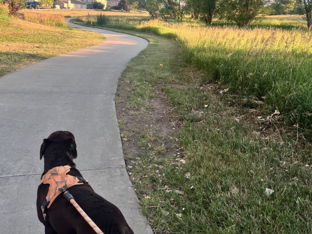 Dog walking the Cherry Creek trail. top Parks and trails in Denver