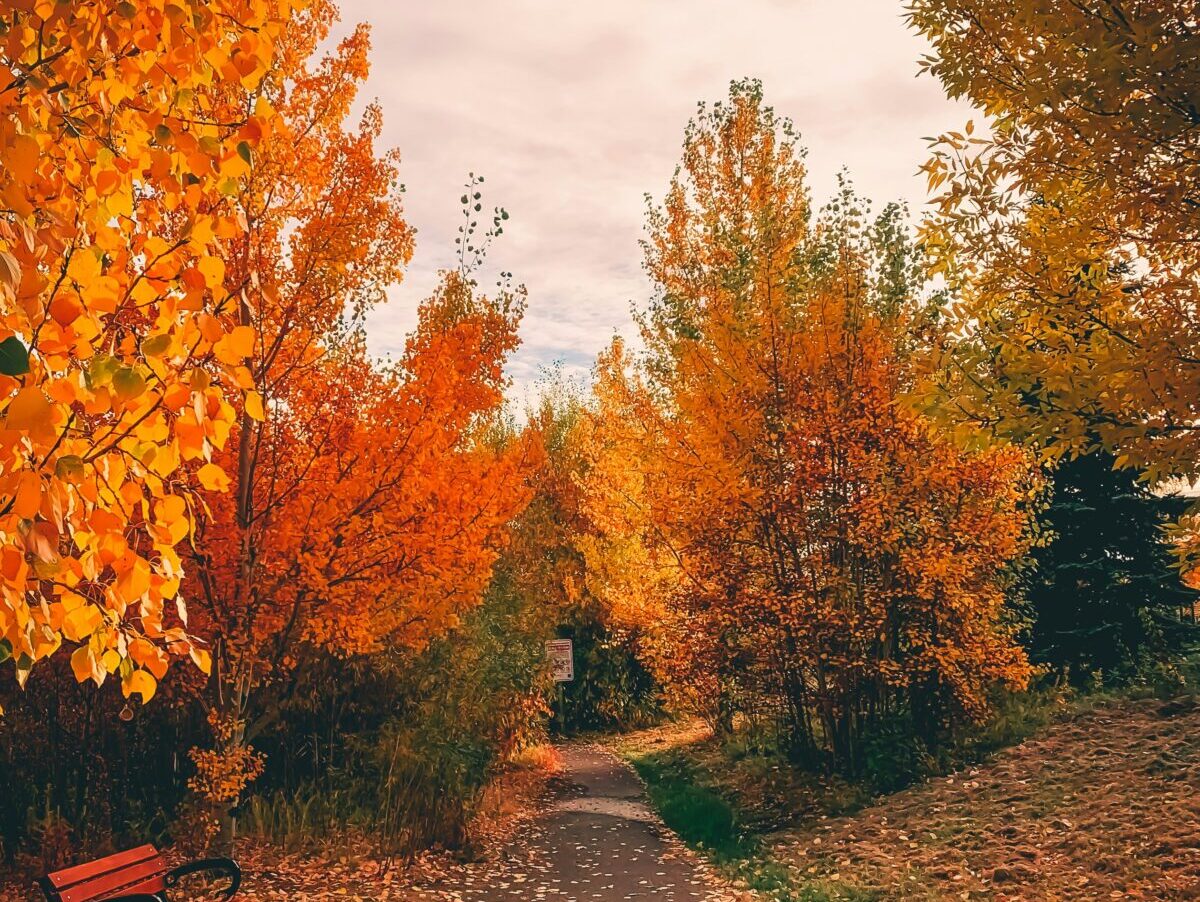 darby-p-EiBM5hKZRW4-unsplash Fall leaves. October events in Denver